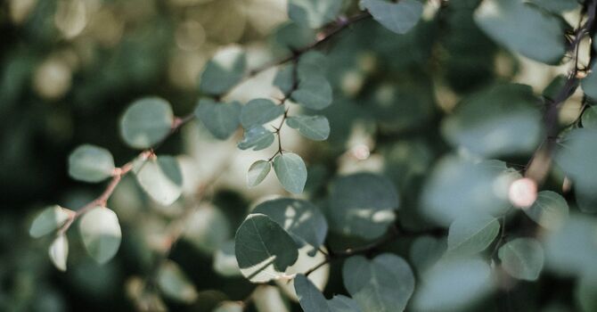 Chinese Herbal Consultation